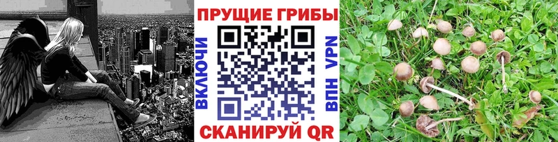 Псилоцибиновые грибы мухоморы  Шахунья 